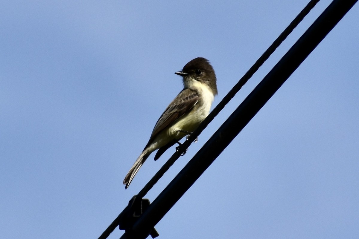 Mosquero Fibí - ML646004134