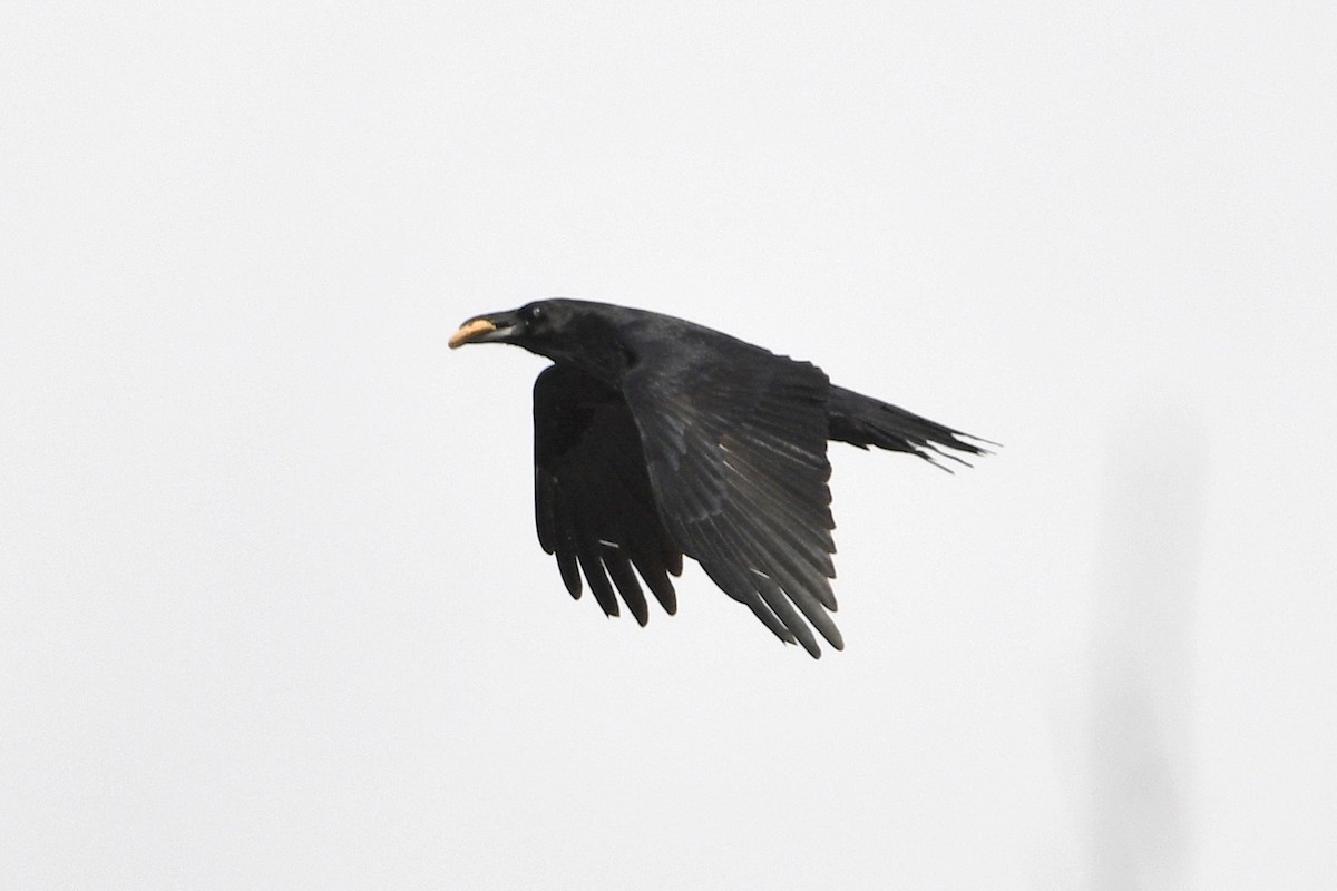 Common Raven - ML646004136