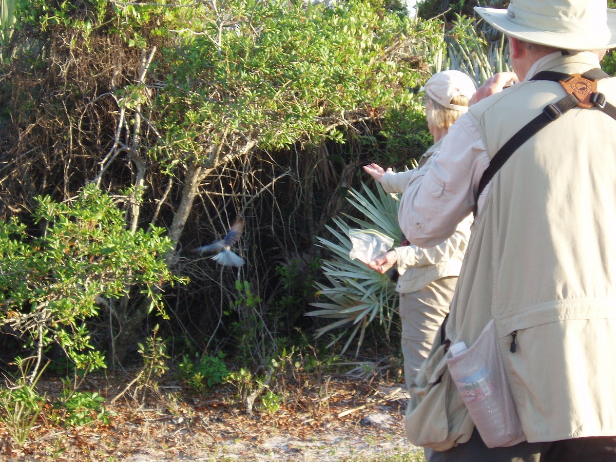 Florida Scrub-Jay - ML646004138