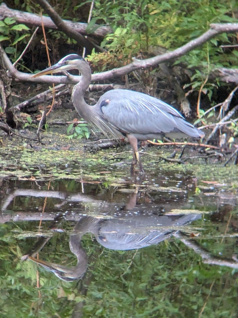 Great Blue Heron - ML646004141