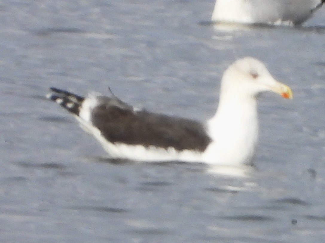 Great Black-backed Gull - ML646004143