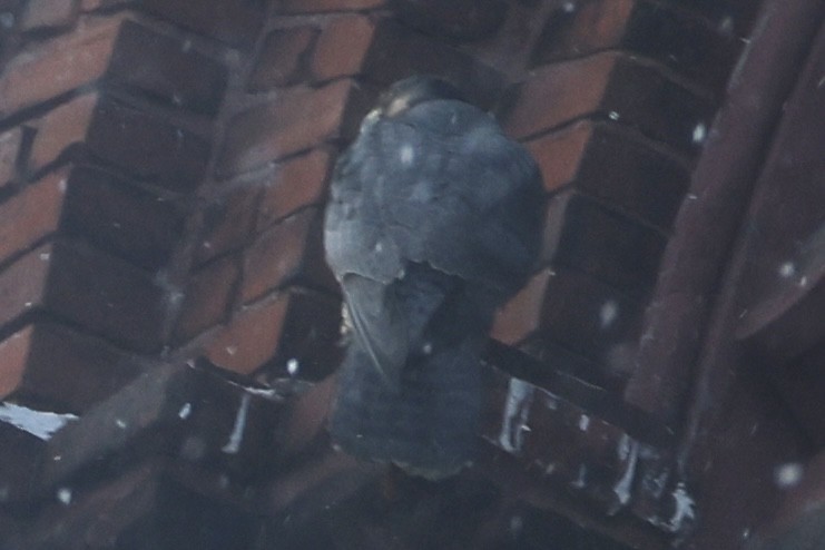 Peregrine Falcon - ML646004155