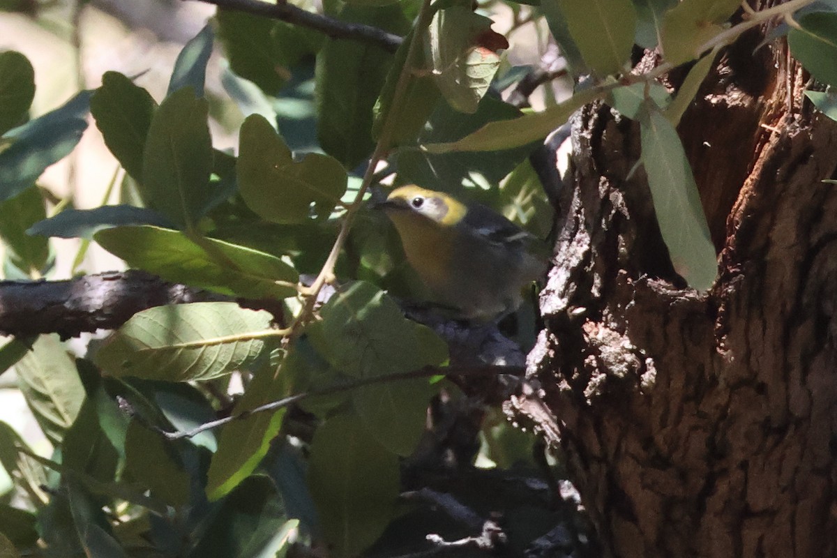 Olive Warbler - ML646004159