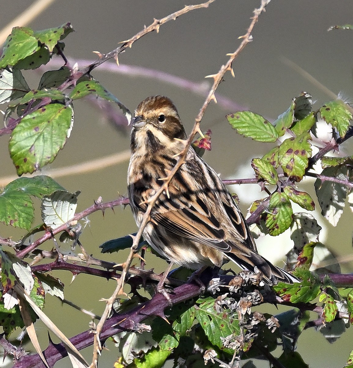 Reed Bunting - ML646004162