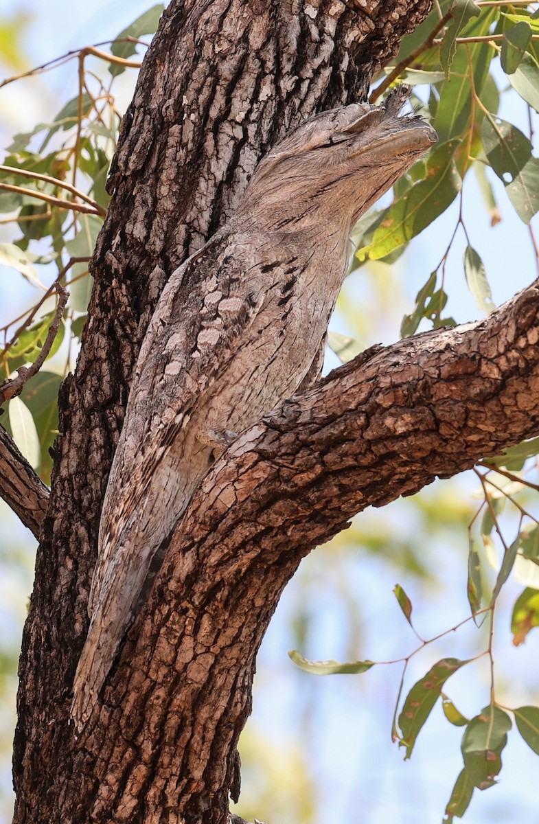 Tawny Frogmouth - ML646004167