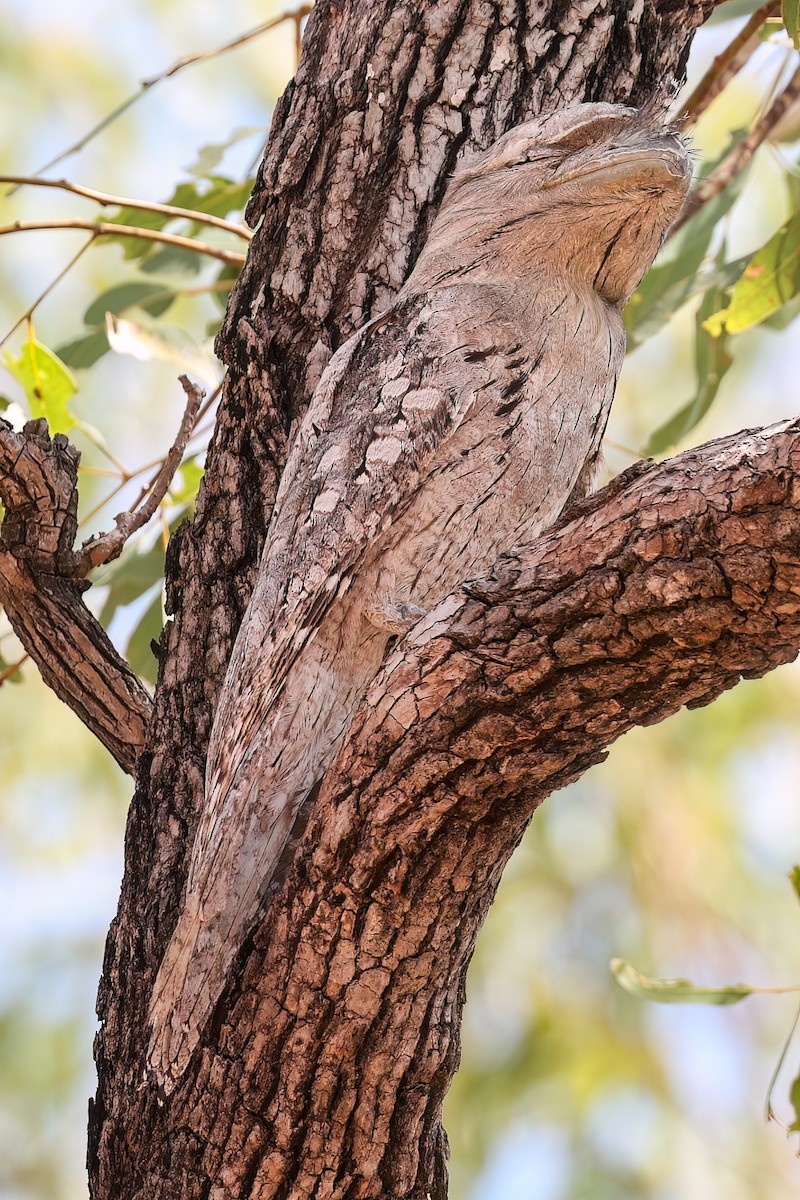 Tawny Frogmouth - ML646004168