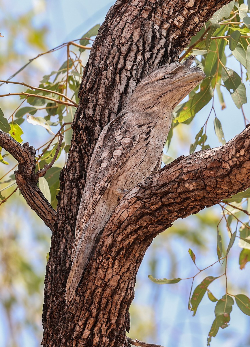 Tawny Frogmouth - ML646004169