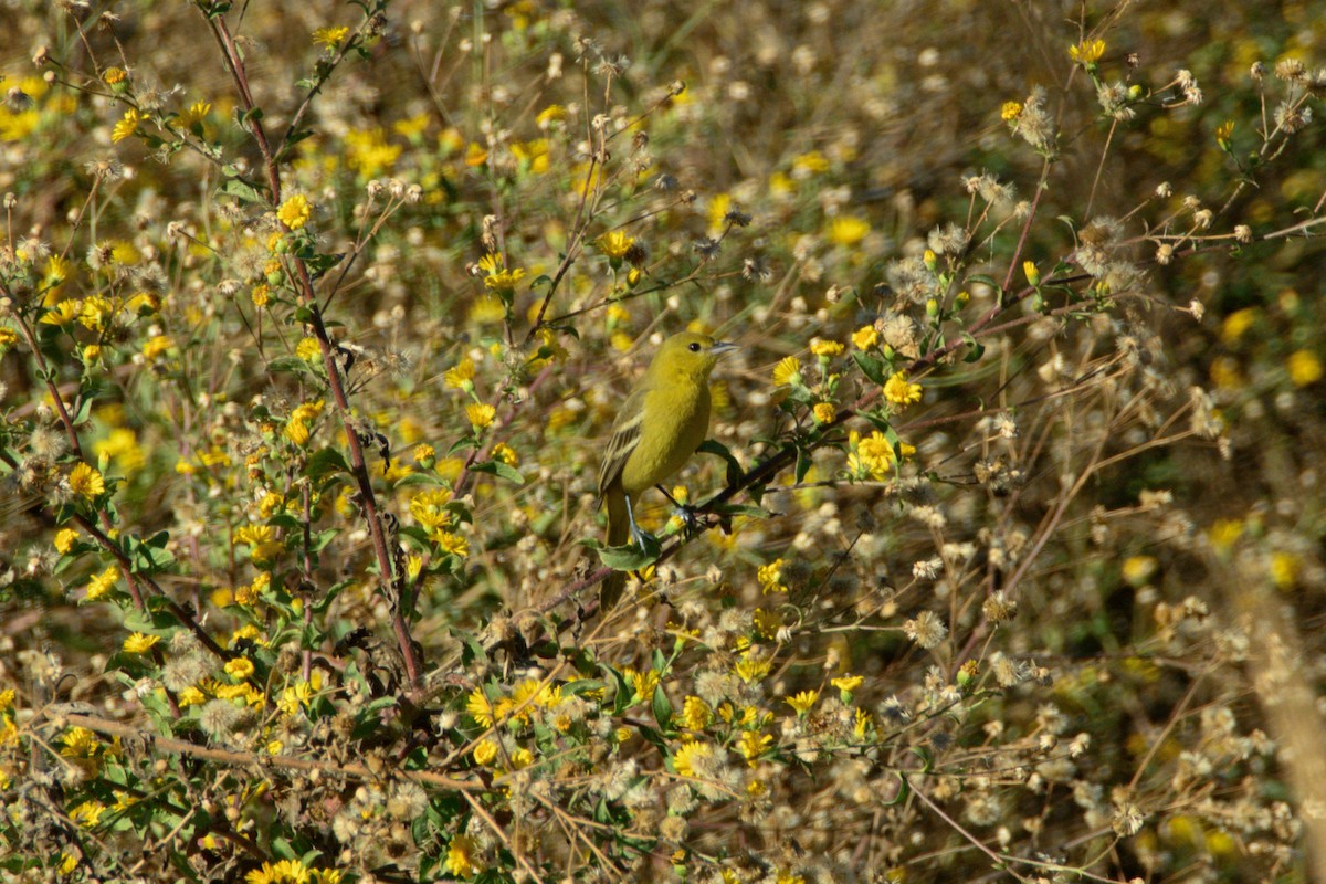 Orchard Oriole - ML646004170