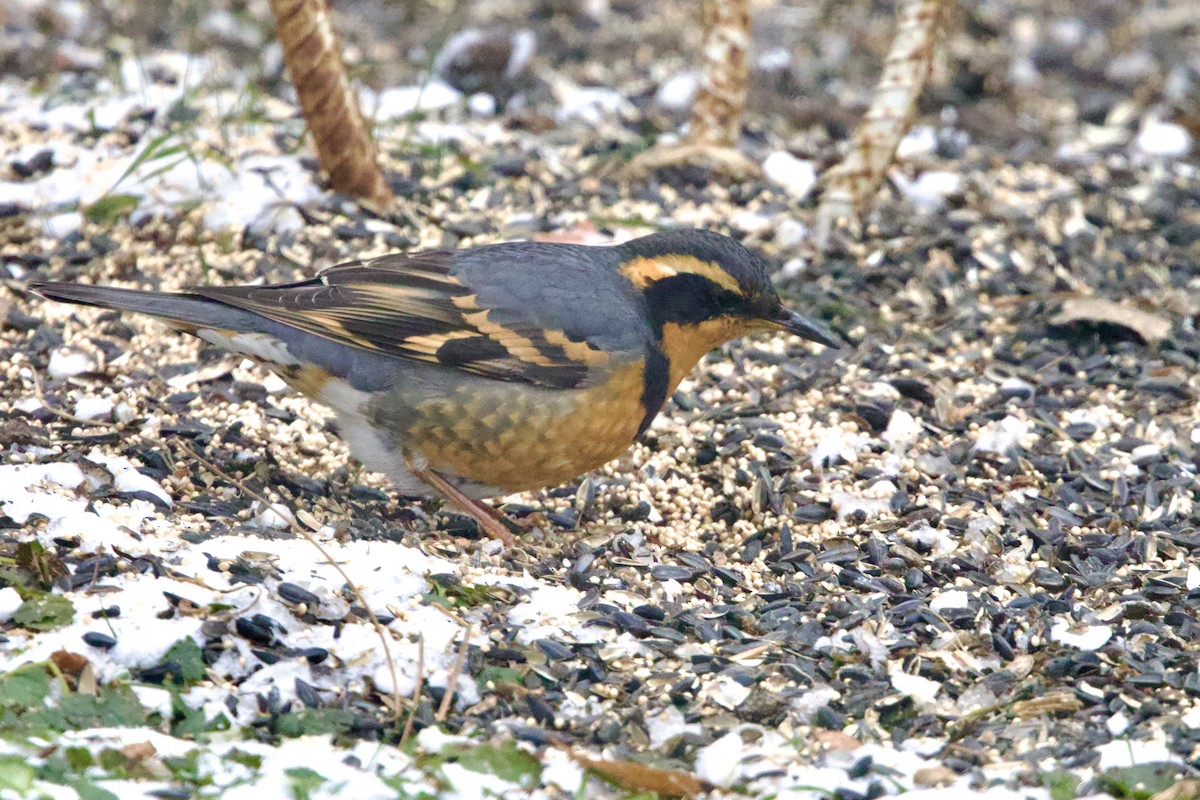 Varied Thrush - ML646004173