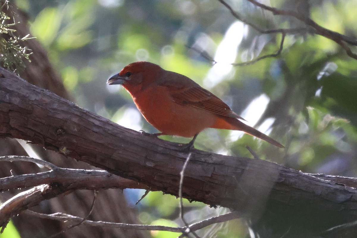 Hepatic Tanager - ML646004175