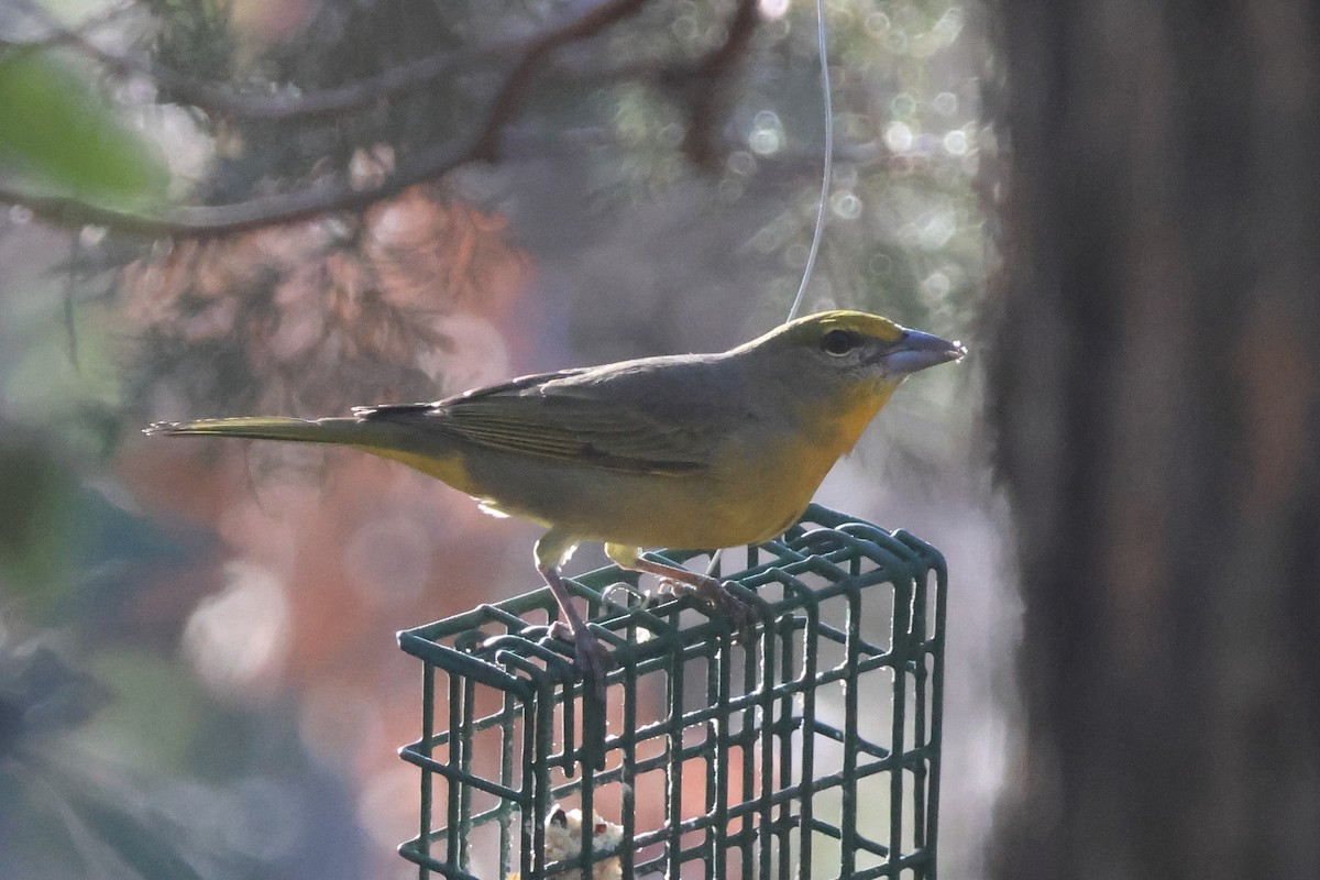 Hepatic Tanager - ML646004176