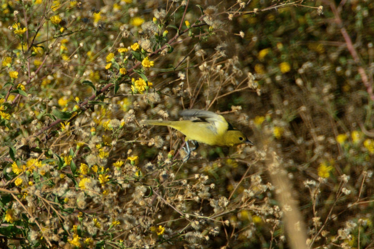 Orchard Oriole - ML646004177