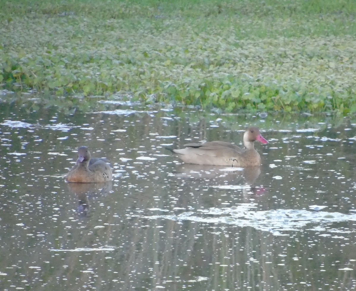 Brazilian Teal - ML646004181