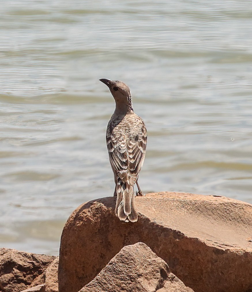 Great Bowerbird - ML646004187