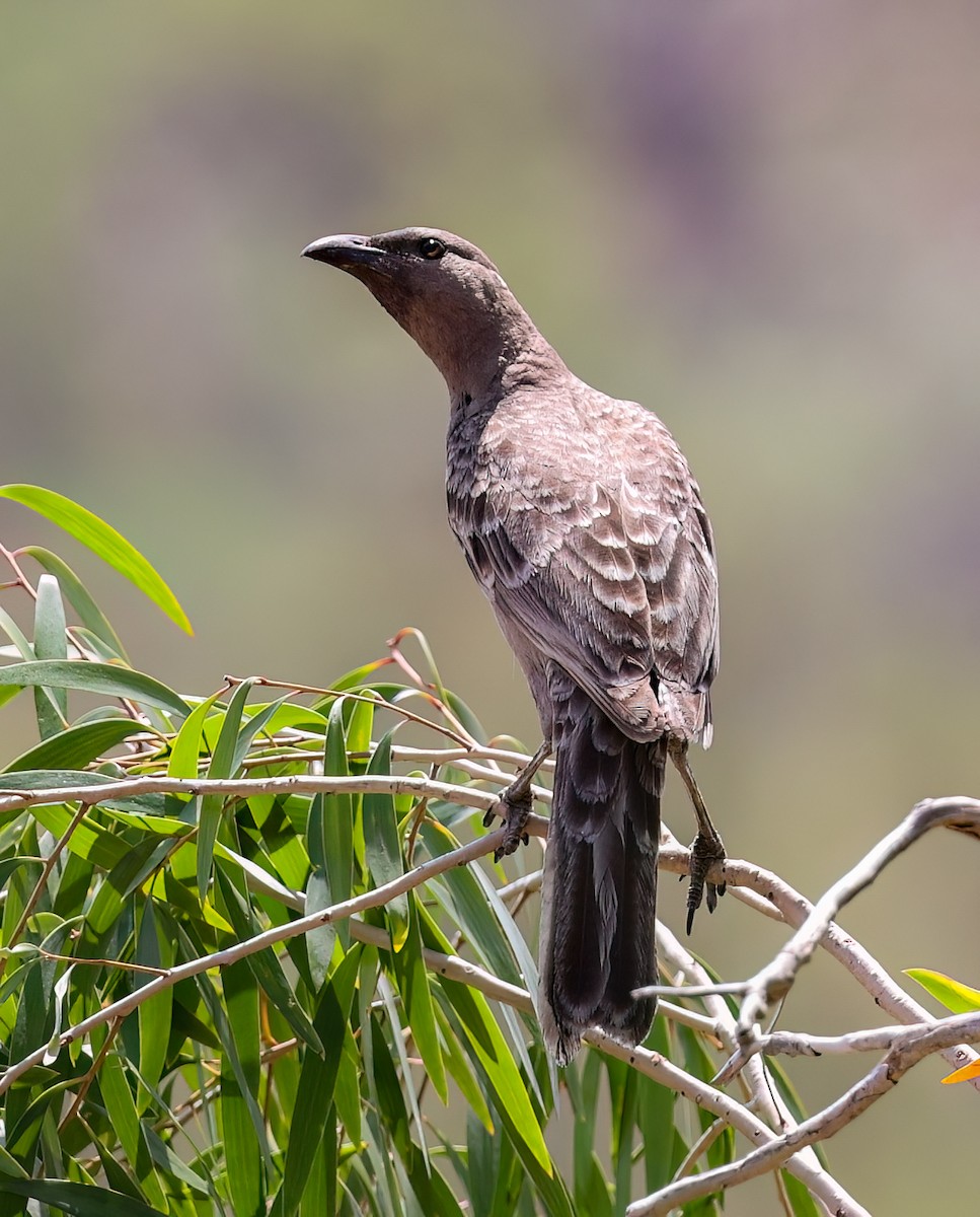 Great Bowerbird - ML646004188