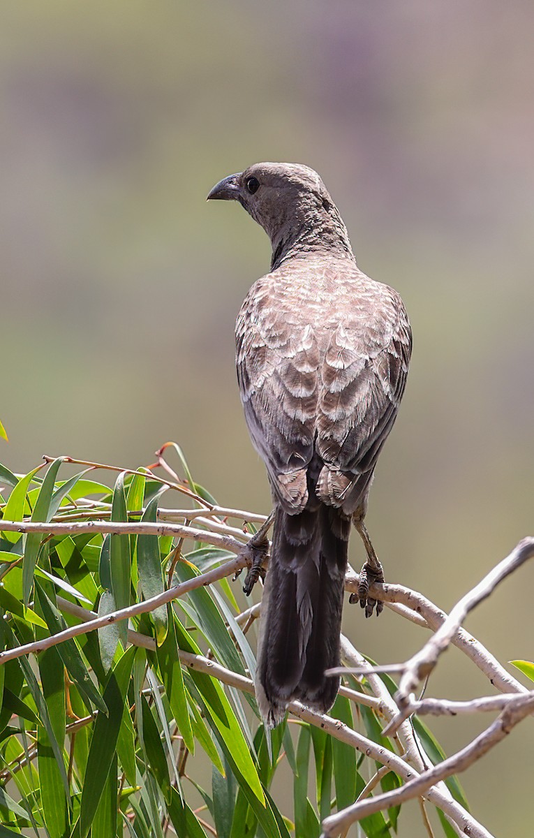 Great Bowerbird - ML646004189