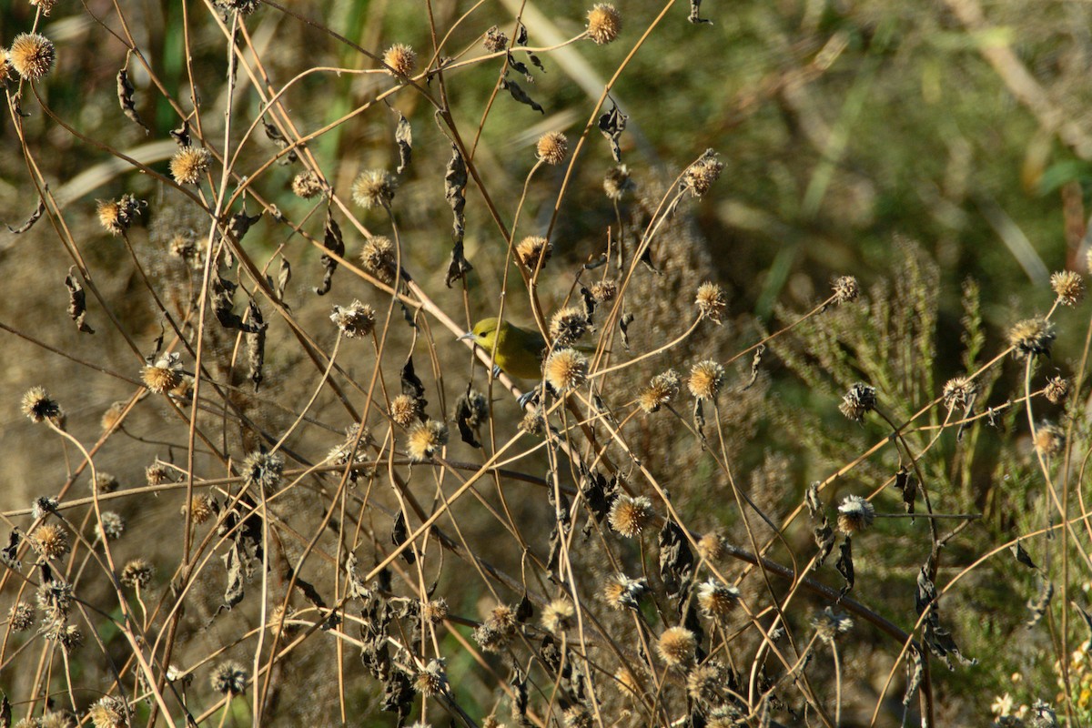 Orchard Oriole - ML646004190