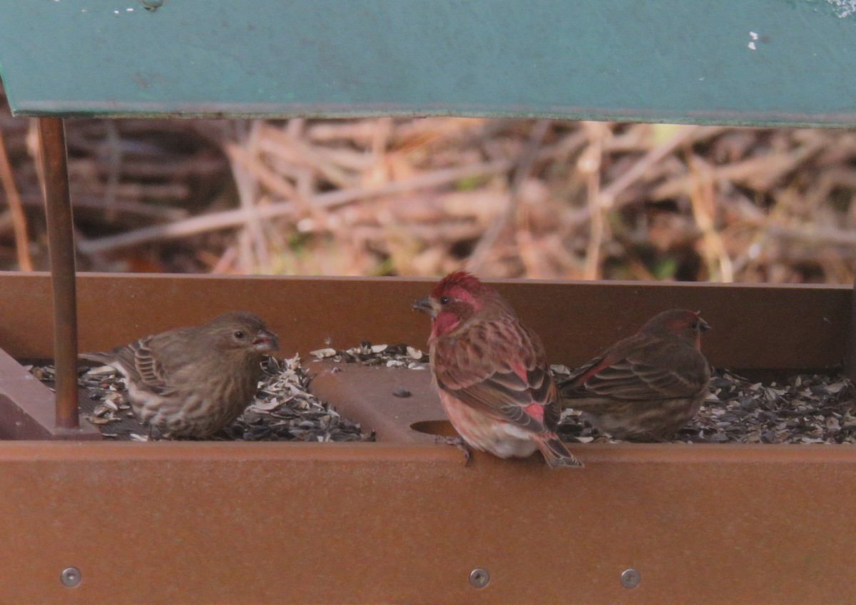 ムラサキマシコ - ML646004195