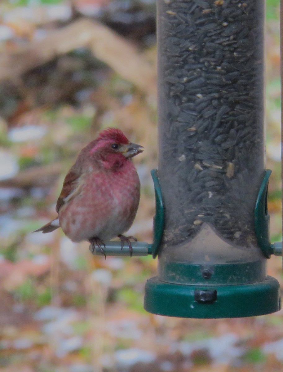 ムラサキマシコ - ML646004196