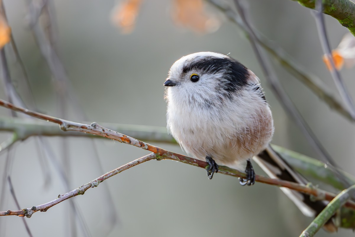 Сүүлт хөх бух - ML646004201