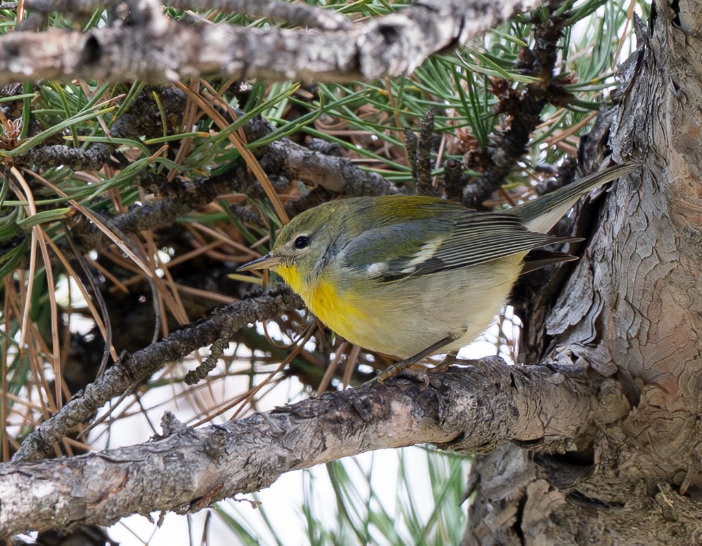 Northern Parula - ML646004202