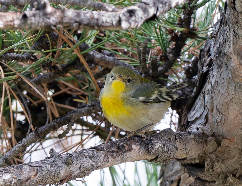Northern Parula - ML646004203