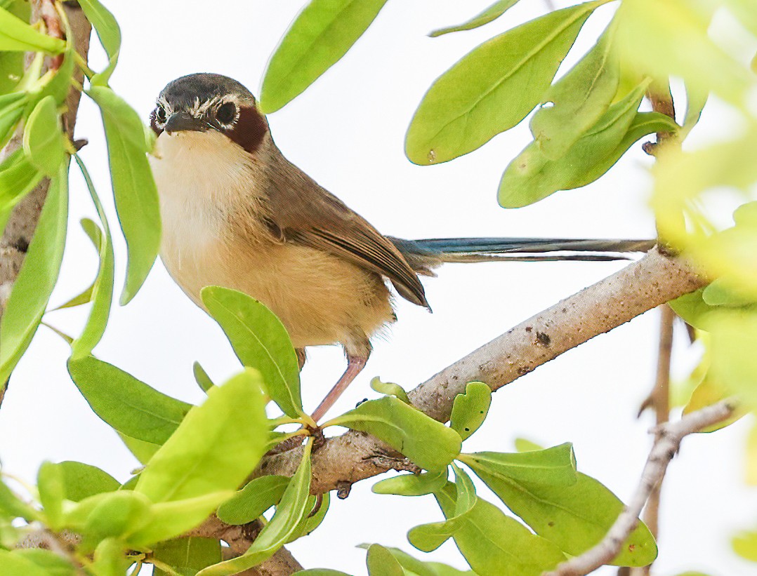 Малюр фіолетовоголовий - ML646004204