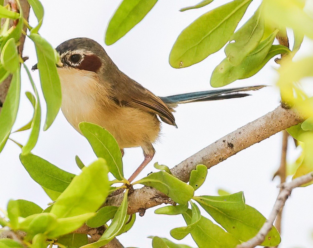 Малюр фіолетовоголовий - ML646004205