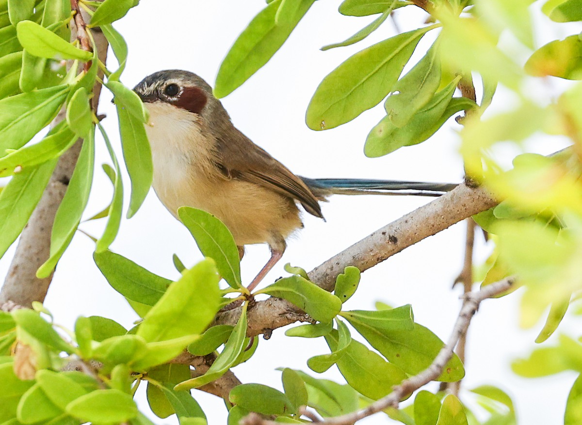 Малюр фіолетовоголовий - ML646004207