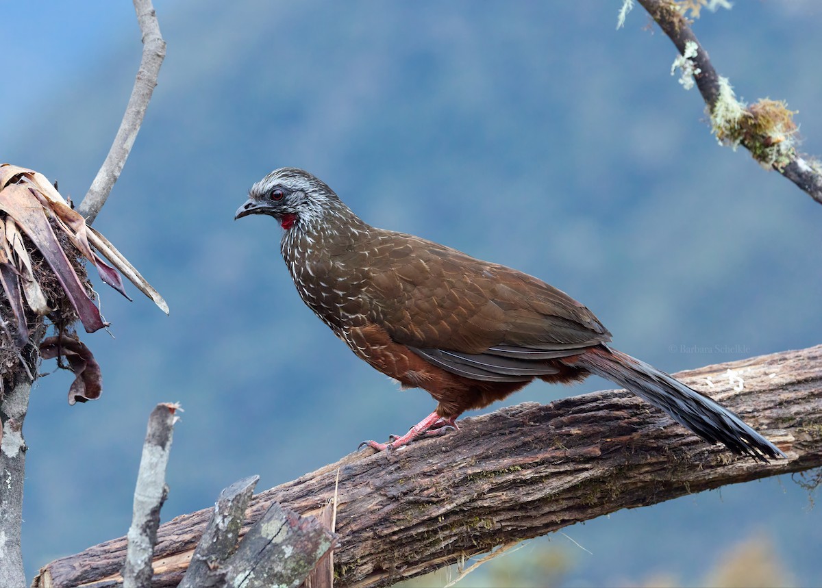 Andenguan - ML646004217