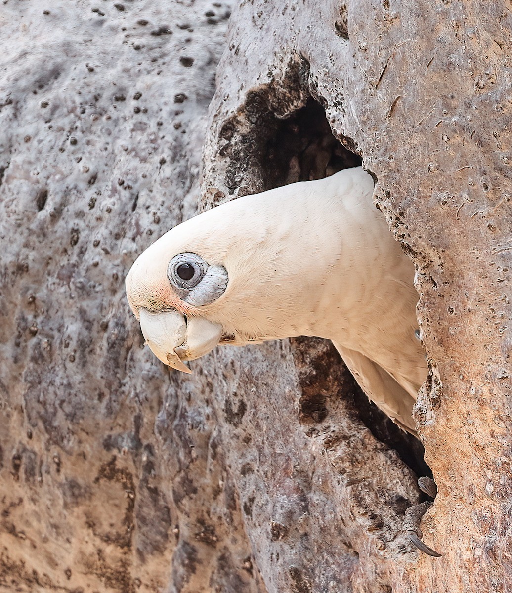 Little Corella - ML646004220