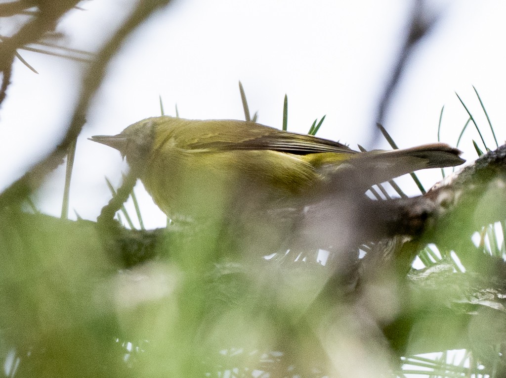 Tennessee Warbler - ML646004221