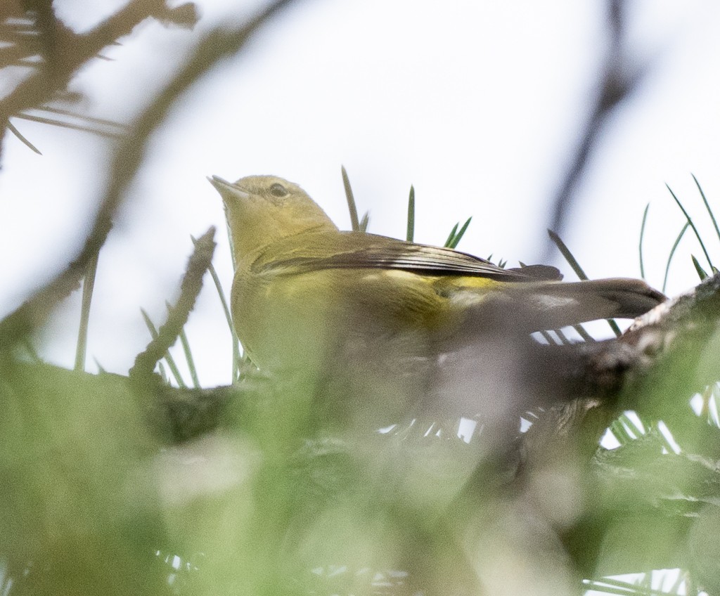 Tennessee Warbler - ML646004222