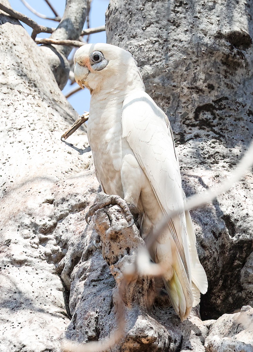 Little Corella - ML646004224