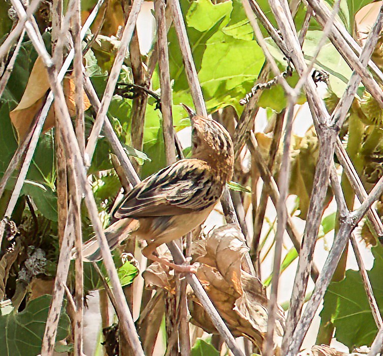 Golden-headed Cisticola - ML646004231