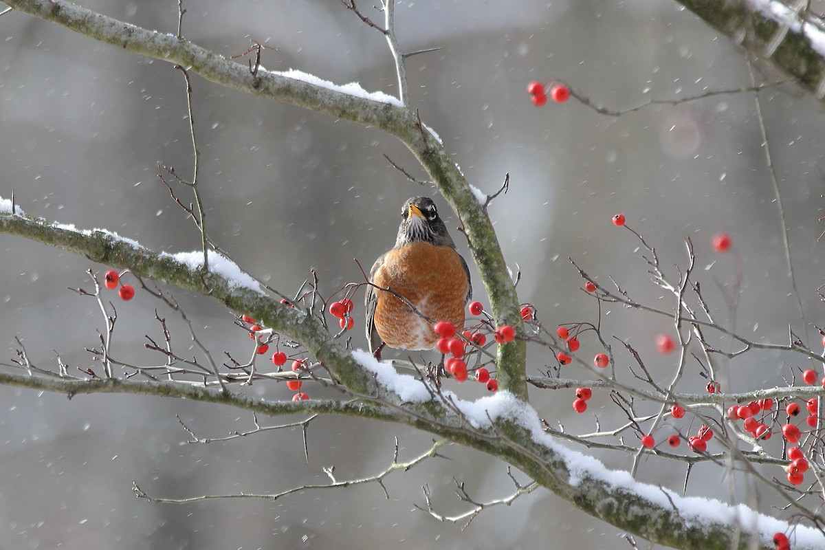 American Robin - ML646004238