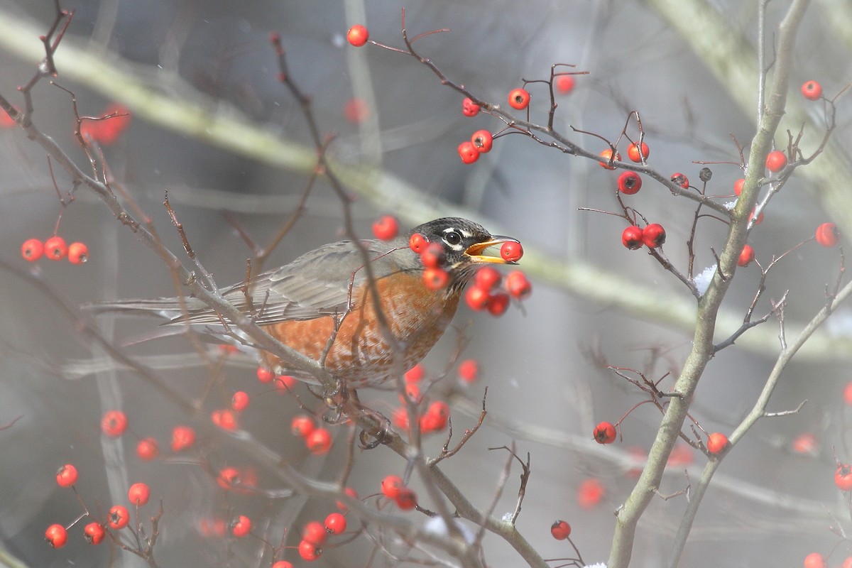 American Robin - ML646004239