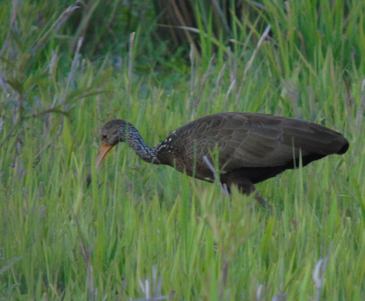 Limpkin - ML646004250
