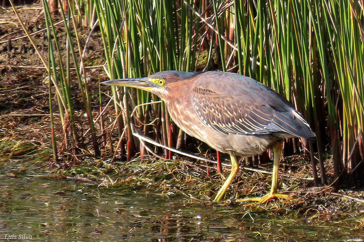 Green Heron - ML646004275