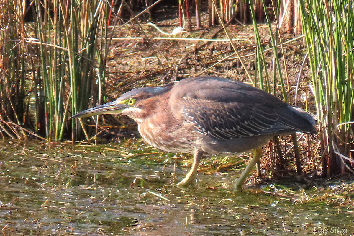 Green Heron - ML646004276