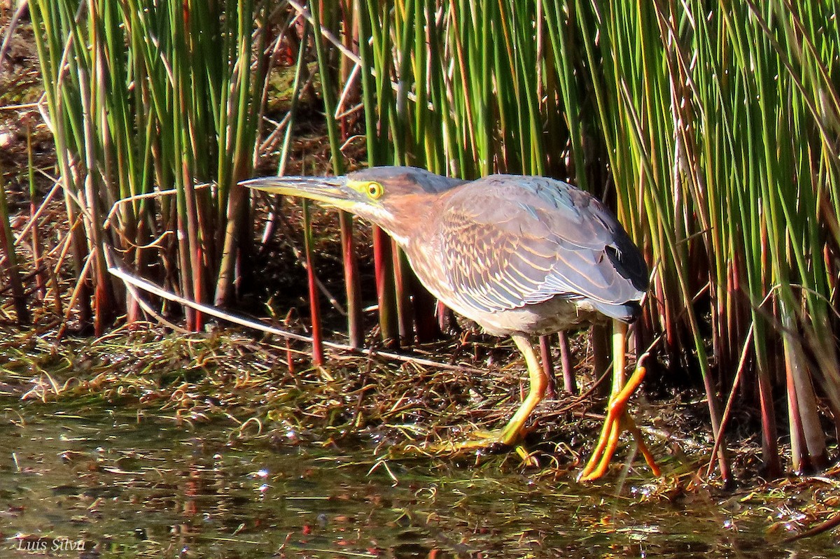 Green Heron - ML646004277
