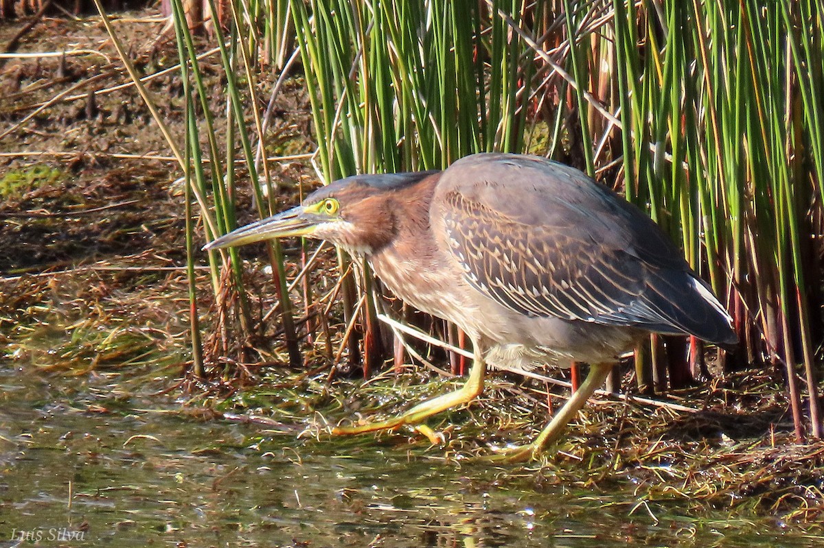 Green Heron - ML646004278