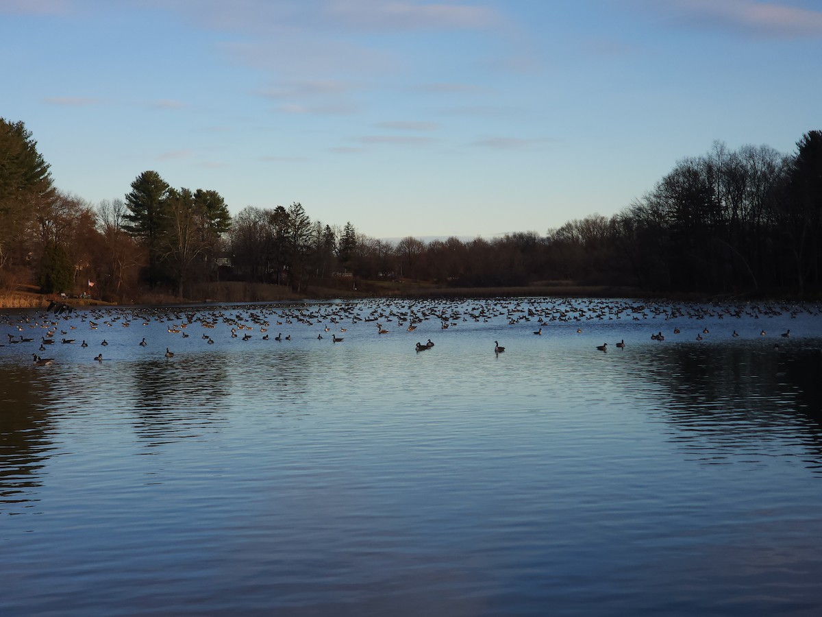 Canada Goose - ML646004311