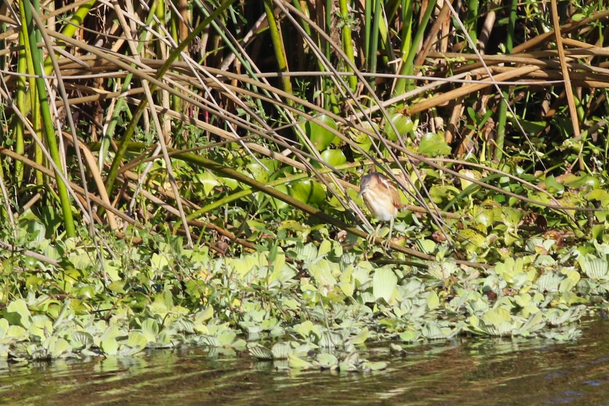 Petit Blongios - ML646004320