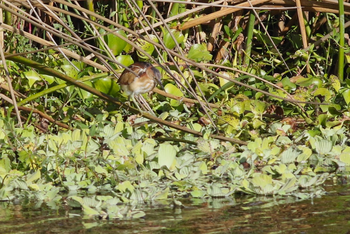 Petit Blongios - ML646004321