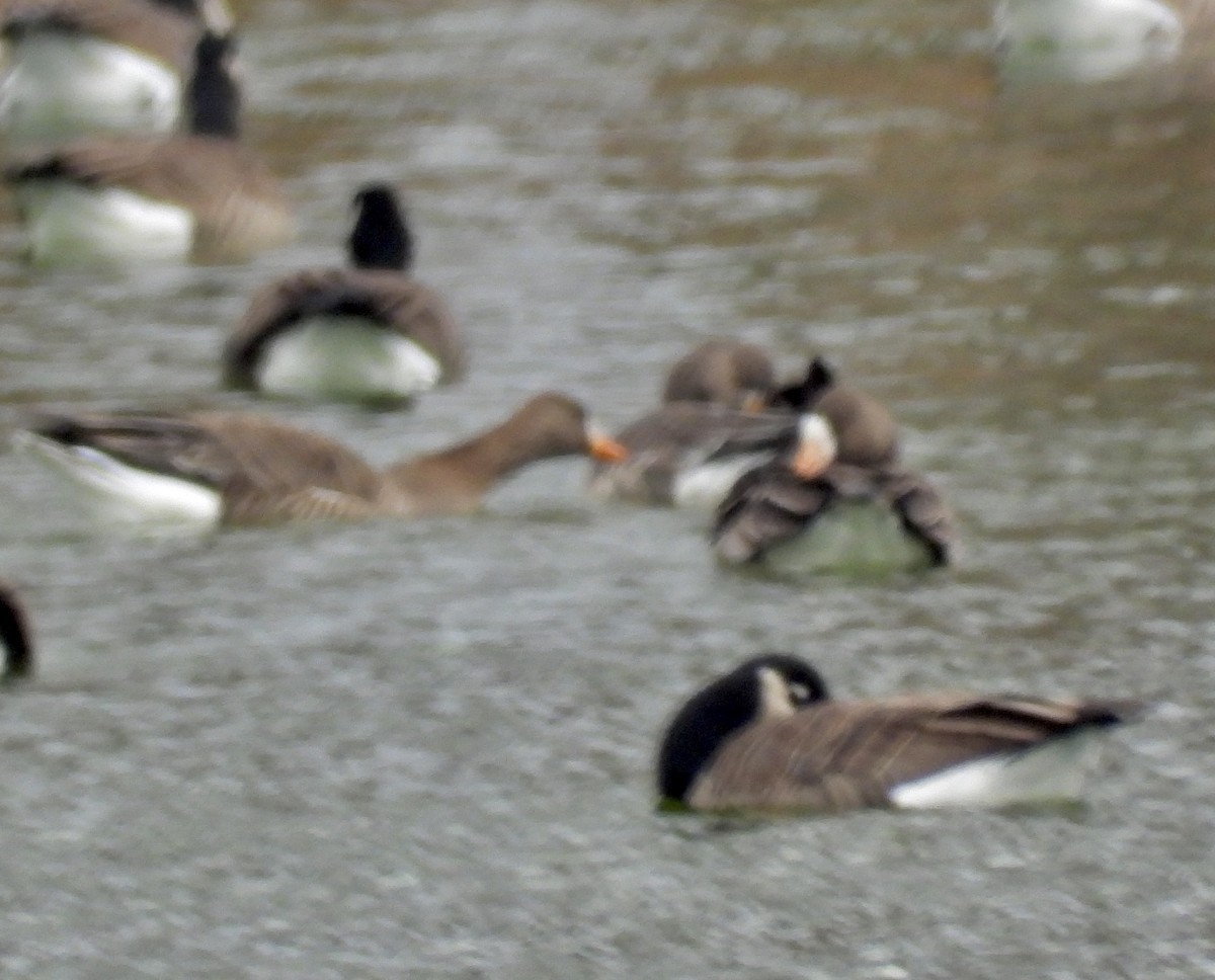 Greater White-fronted Goose - ML646004324
