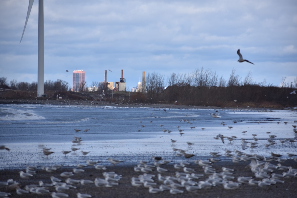 Ring-billed Gull - ML646004329