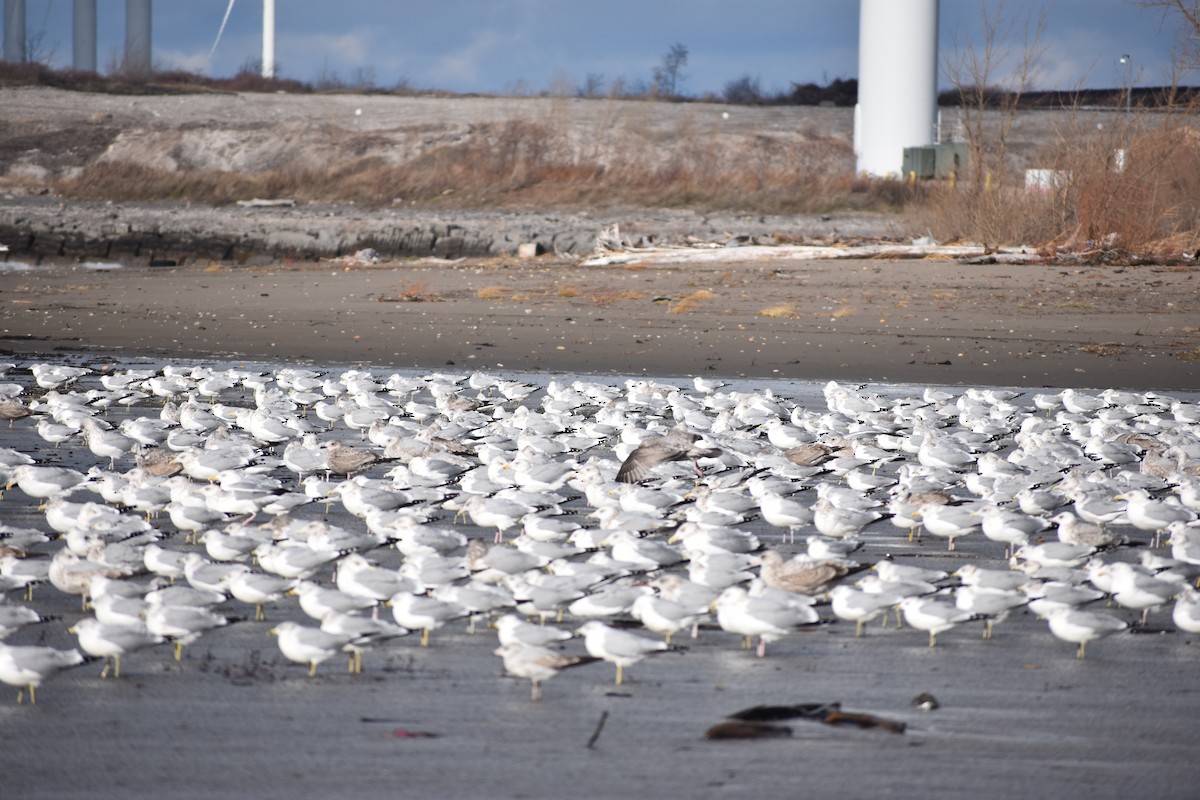 Ring-billed Gull - ML646004330