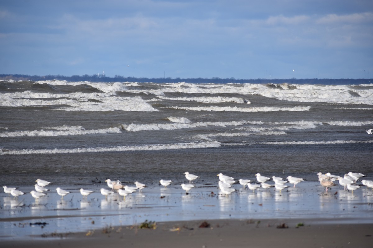 Ring-billed Gull - ML646004331