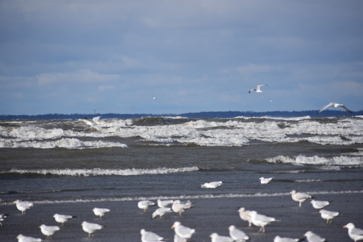 Ring-billed Gull - ML646004332